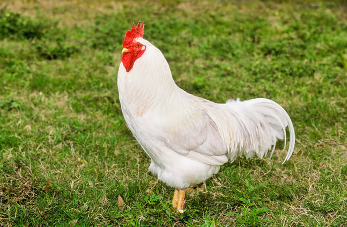 Choosing your Chickens - Which Breeds are Best?