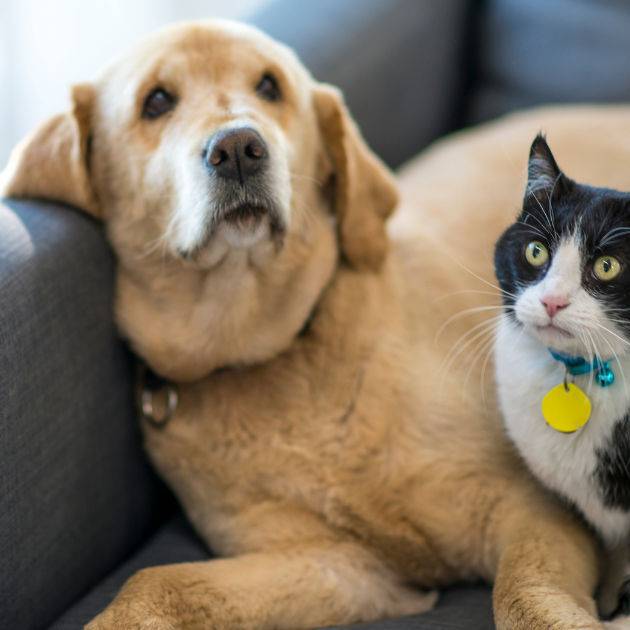 Why Does Your Pet Still Seek Warmth in the Spring/Summer
