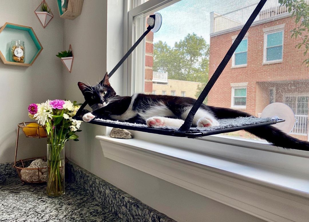 Cats love looking out windows, especially if a sunbeam is shining through.