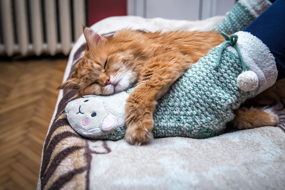 Cats sleep on our beds at night for love, warmth and security.