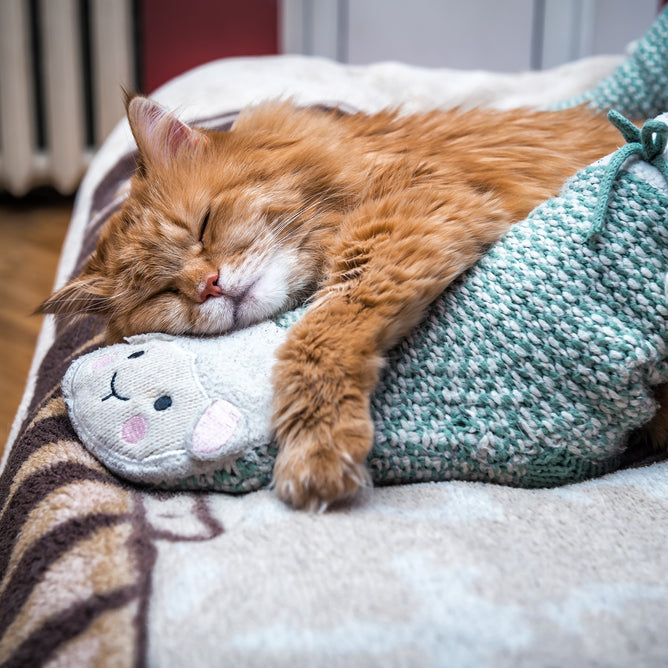Cats sleep on our beds at night for love, warmth and security.