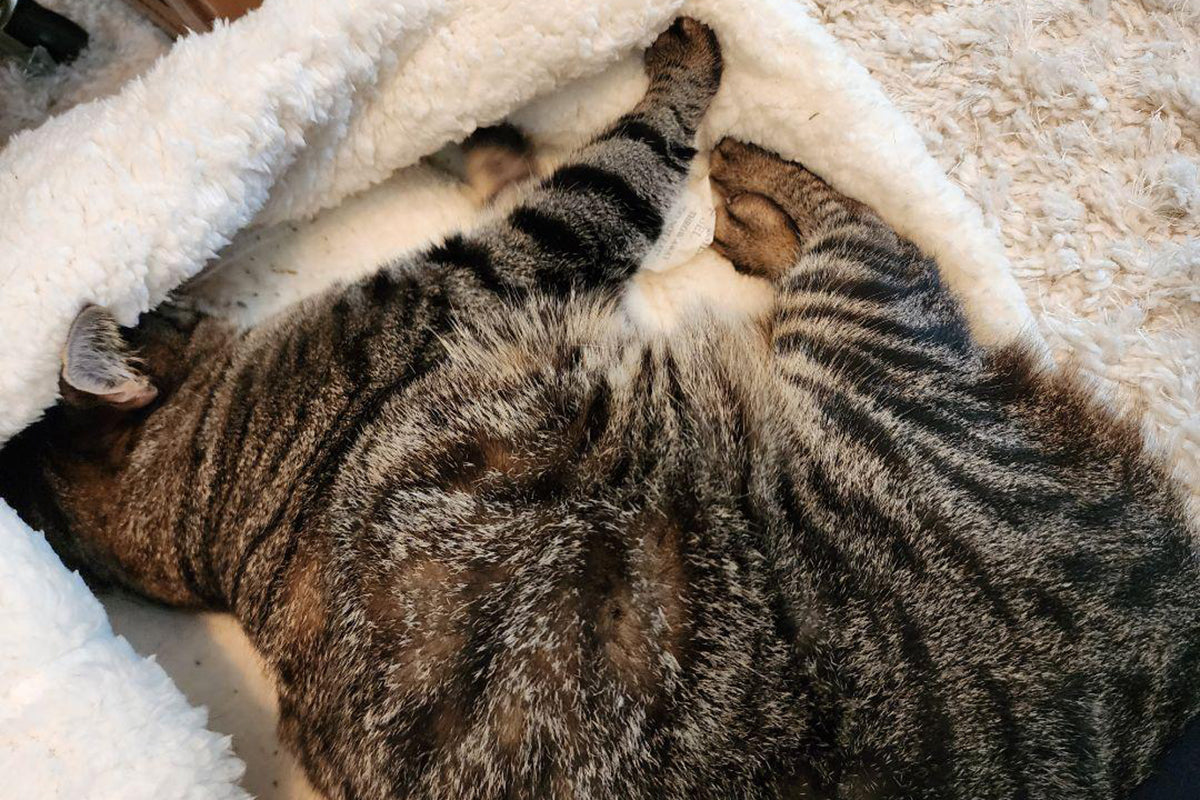 Indoor Cat Comfort: Are Heated Beds Good for Cats?