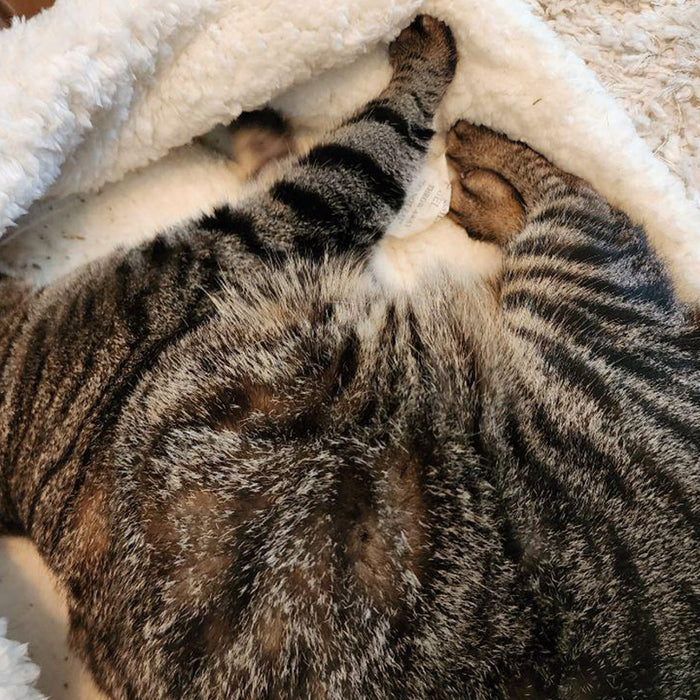 Indoor Cat Comfort: Are Heated Beds Good for Cats?