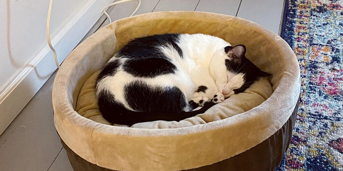 How Long Can You Leave a Heated Cat Bed Plugged in: Safety Tips