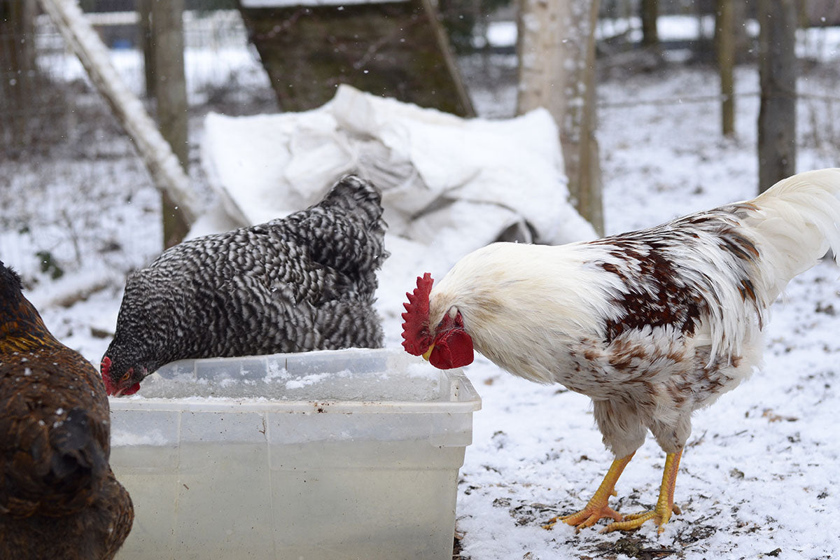 Winter Chicken Care: Are heated dog bowls safe for chickens?
