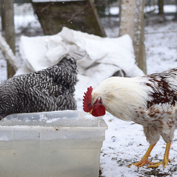 Winter Chicken Care: Are heated dog bowls safe for chickens?