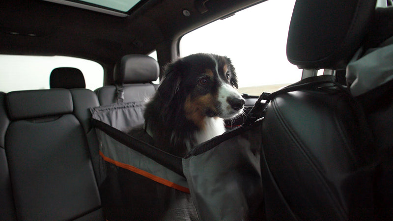 Can dogs sit in the front seat K H Pet Products