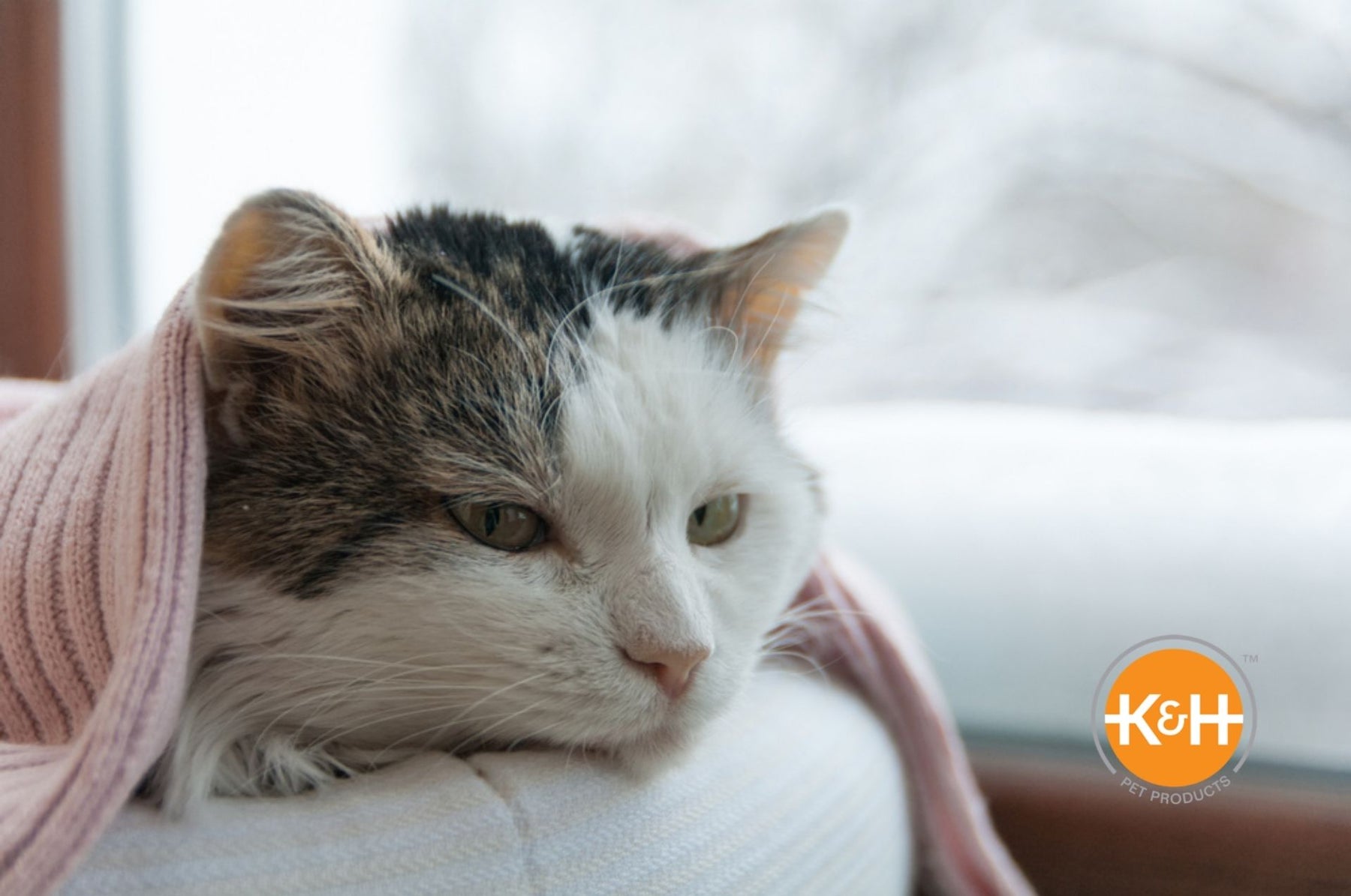 Yes, cats can get colds. The good news is they're typically mild, but you might need to talk to your veterinarian.