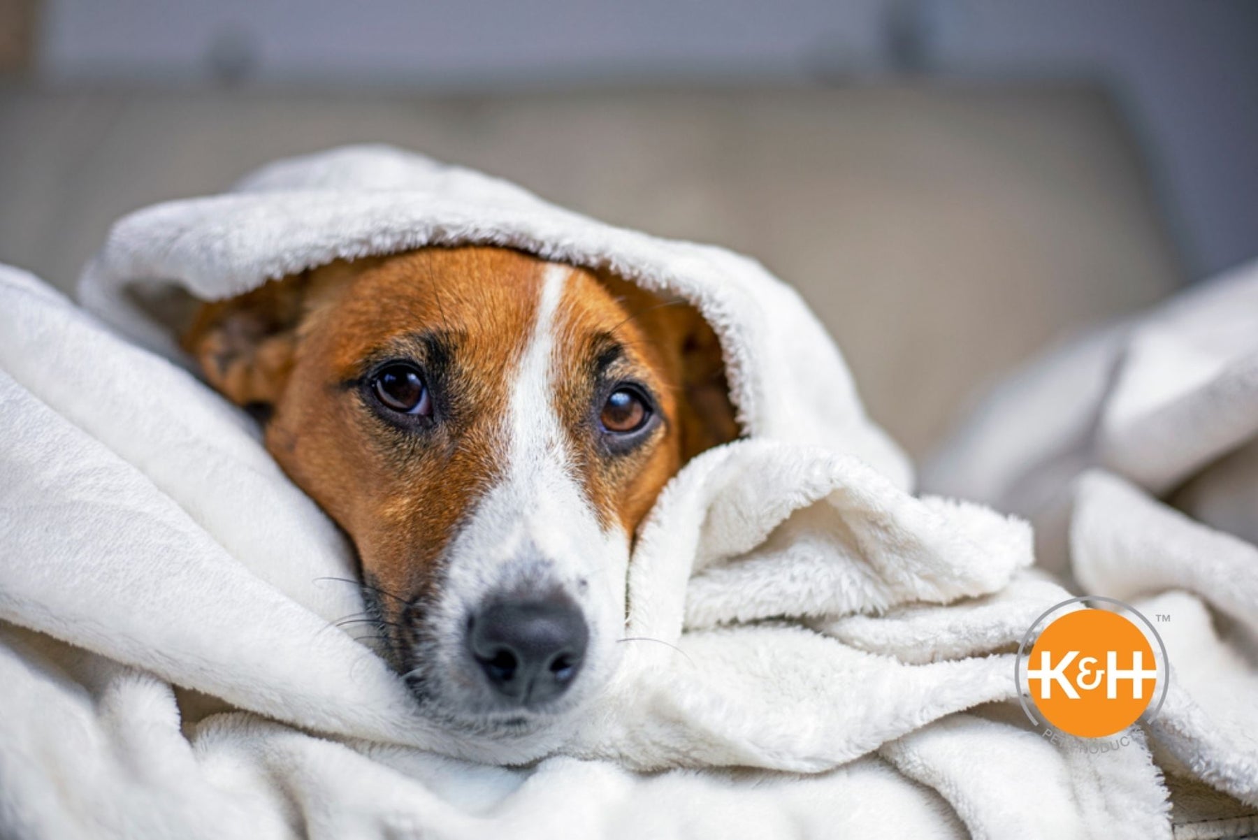 Yes, dogs can catch a cold. There's a lot you can do to keep your pup comfy while he's feeling sick.