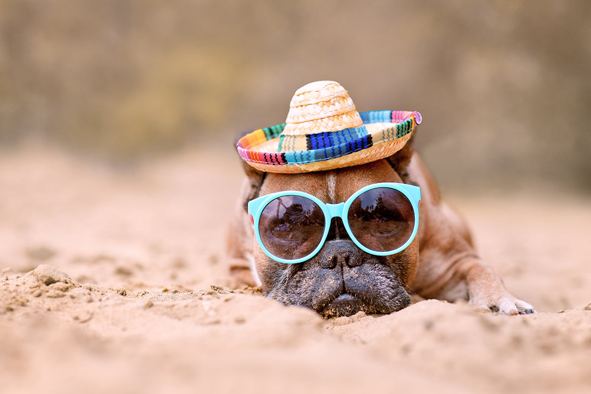 Dogs love to play in the summer! You just need to protect them from sunburns.