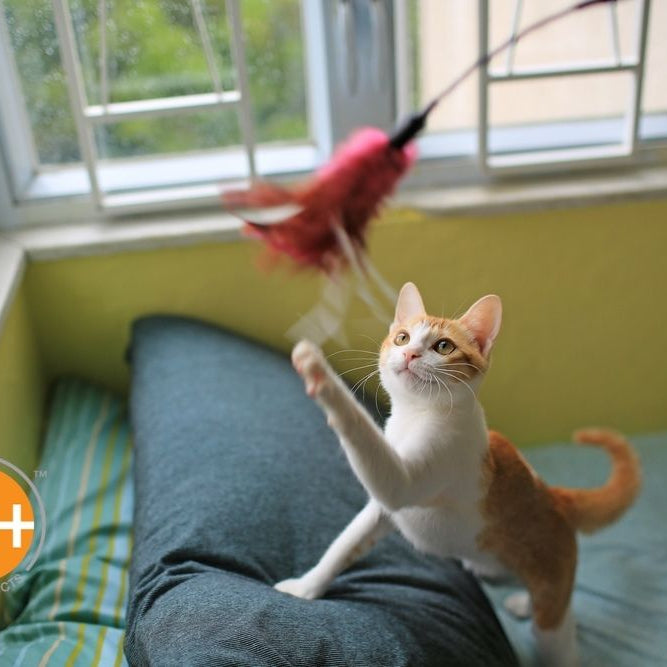 A cat playroom should be mentally stimulating and give your cat lots of options for physical exercise.