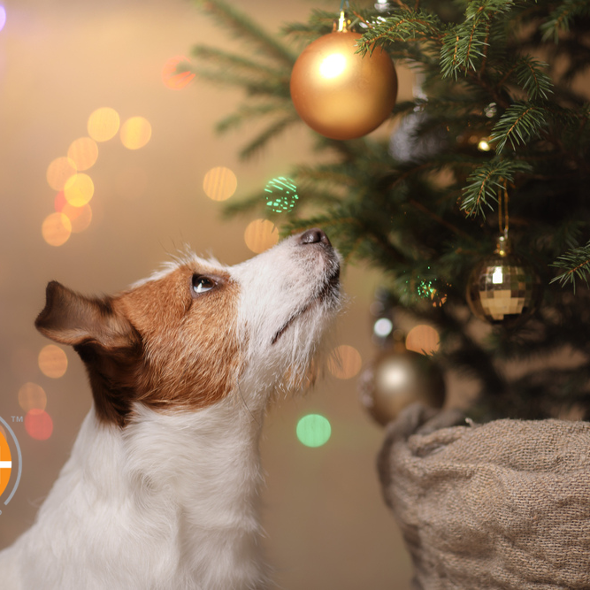 A curious dog can get into a lot of trouble when it comes to Christmas trees. Dog proof your tree to keep him safe.