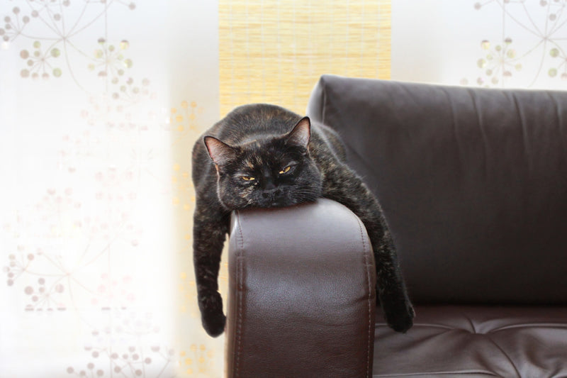 do-cats-get-bored-800x533_800x800.jpg