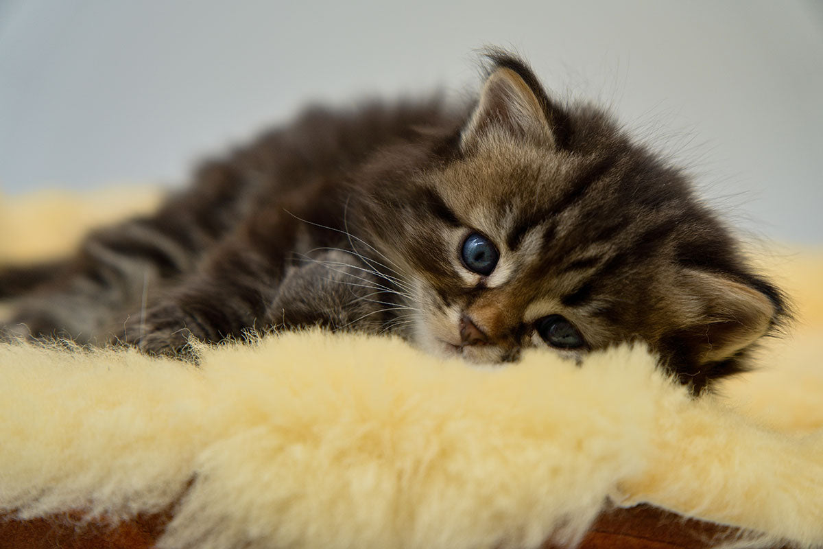 Do Kittens Miss Their Moms? — K&h Pet Products