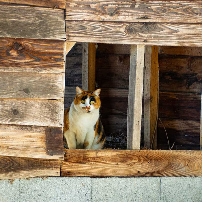 A self-warming cat bed provides comfort without electricity. It works by taking advantage of a cat’s natural heat-production.