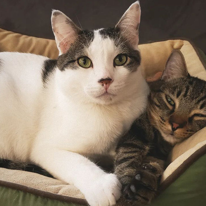 Self-warming cat beds are a great choice for keeping your cat toasty warm, thanks to their innovative two-layer design. 