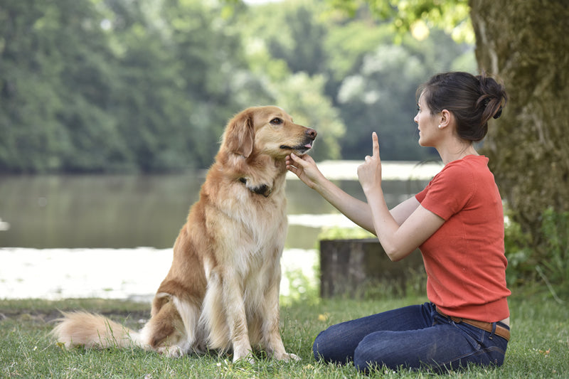dog barking training
