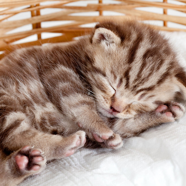 How much do kittens sleep?