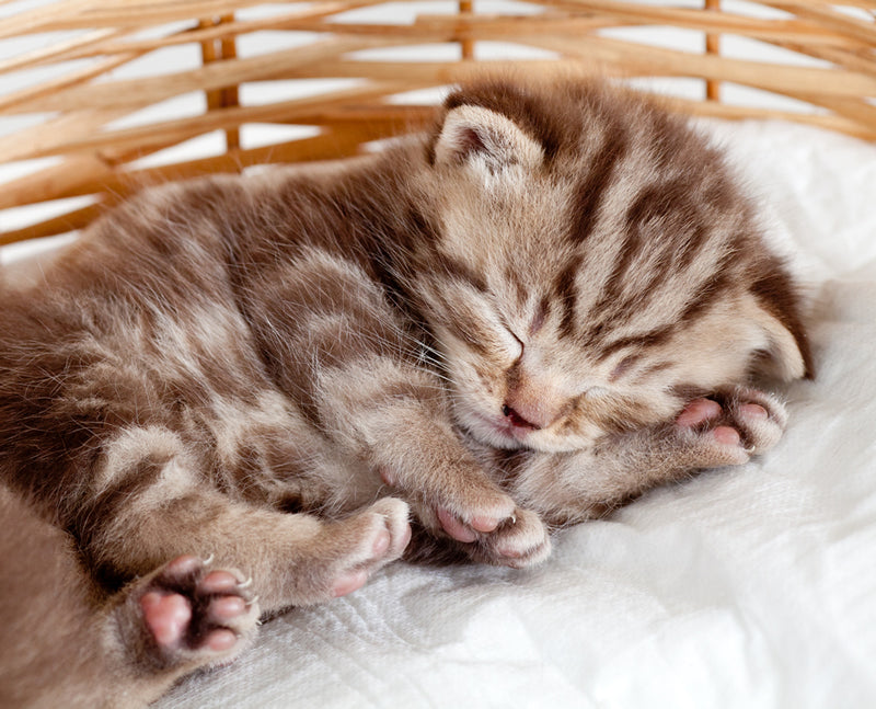 How much do kittens sleep?