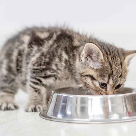 How often do kittens eat at 8 weeks outlet old