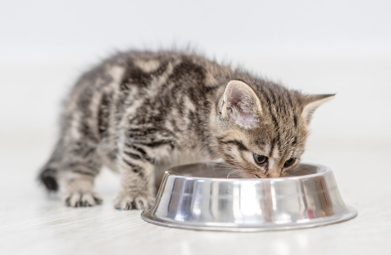 How much should you feed an 8-week-old kitten?