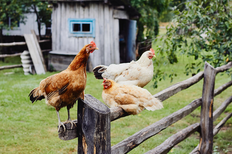 How Much Space Do Chickens Need?