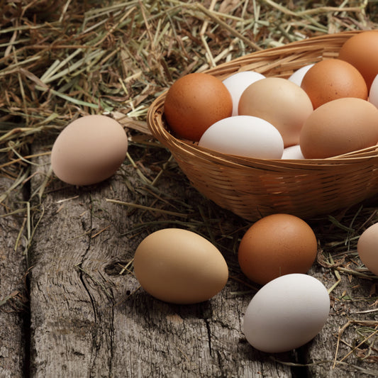 How often do chickens lay eggs?