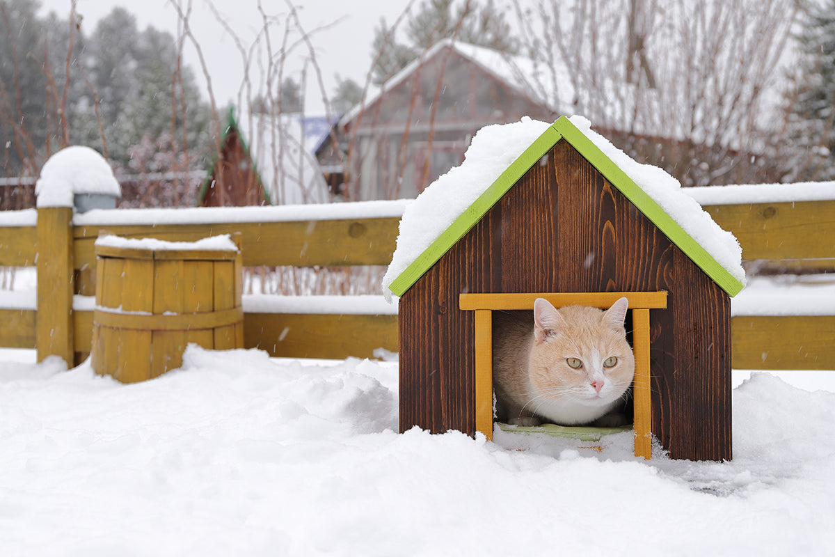 Help keep stray and feral cats safe this winter by building an outdoor cat house. 