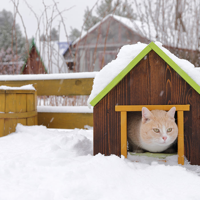 Help keep stray and feral cats safe this winter by building an outdoor cat house. 