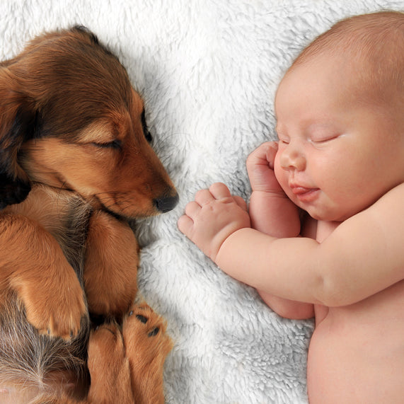 How to Introduce Your Dog to Your New Baby