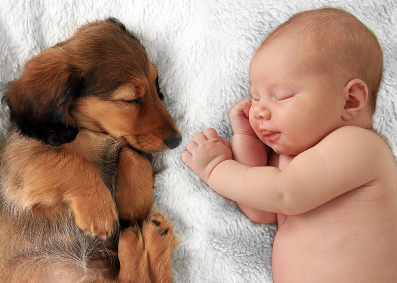 How to Introduce Your Dog to Your New Baby