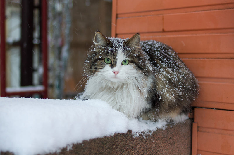 Cat's Giant Winter Coat Is Impossible to Resist - PetHelpful News