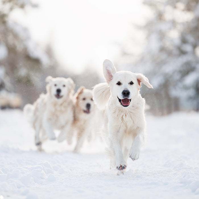 Keep your dog safe when playing outside in cold weather with a few simple tips. 