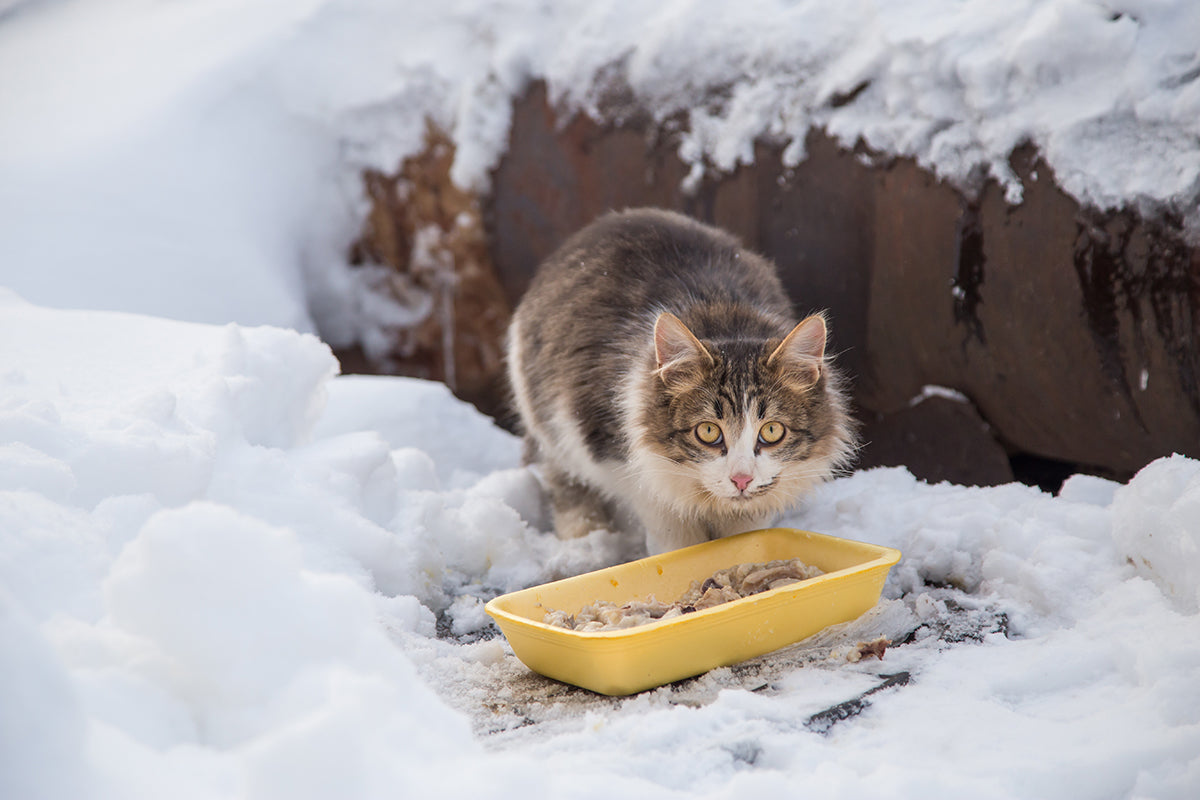 Keep the food and water you provide for feral and stray cats unfrozen during the winter months. 