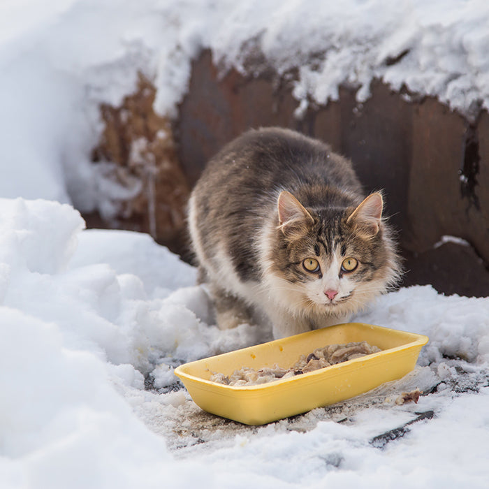 Keep the food and water you provide for feral and stray cats unfrozen during the winter months. 