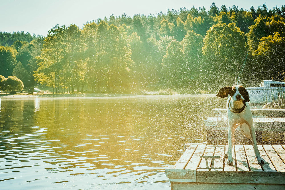 How to Keep an Outside Dog Cool in the Summer