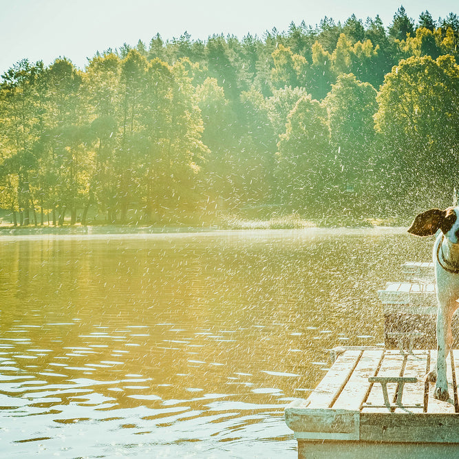 How to Keep an Outside Dog Cool in the Summer