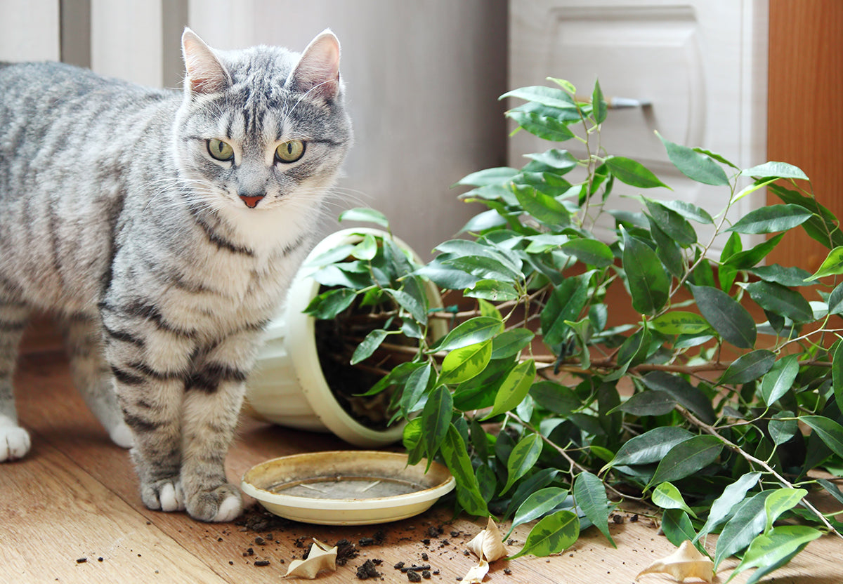 Cats love plants. Discover ways you can help deter them from your plants naturally in this blog.