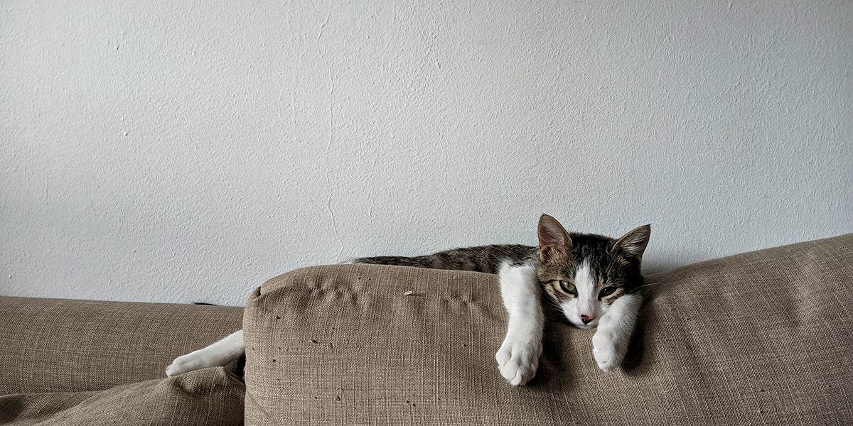 how to keep cats away from leather furniture