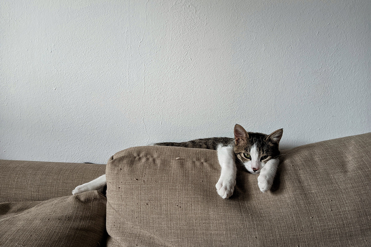 Cats love to climb on the sofas, chairs, and counters. Learn how to keep cats off the furniture with these tips.