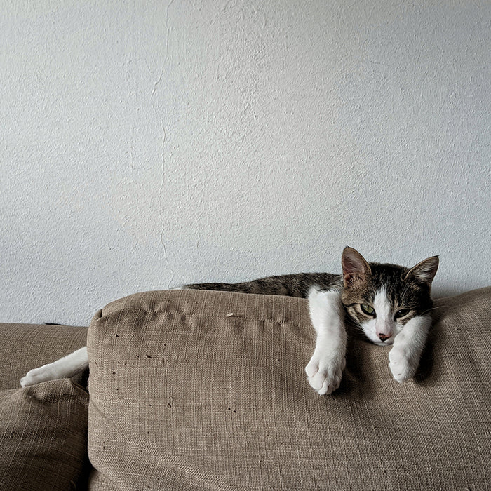 Cats love to climb on the sofas, chairs, and counters. Learn how to keep cats off the furniture with these tips.