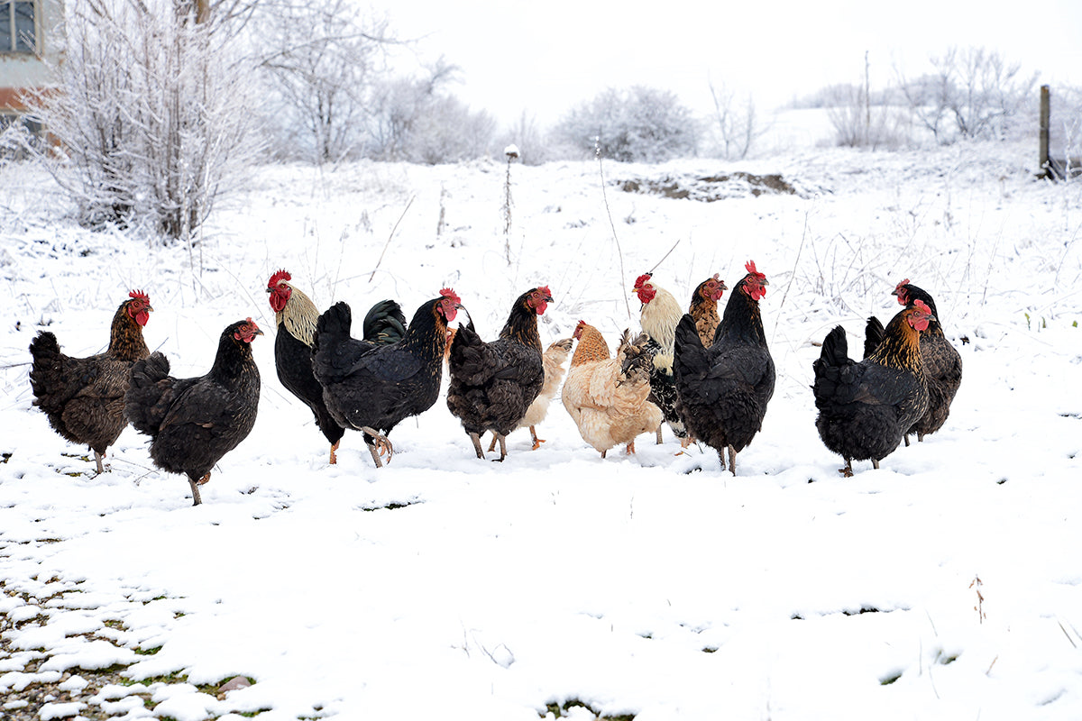 Chickens have natural insulation, but they will need your help to stay warm at night.