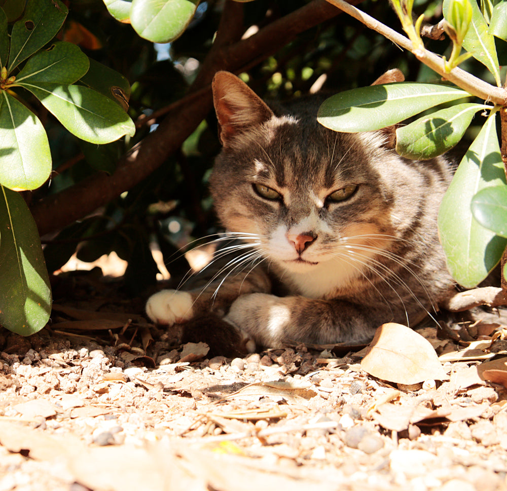 How to Keep Feral Cats Cool in the Summer
