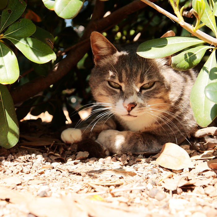 How to Keep Feral Cats Cool in the Summer