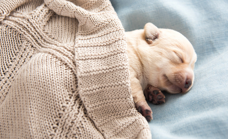 How to Keep Newborn Puppies Warm