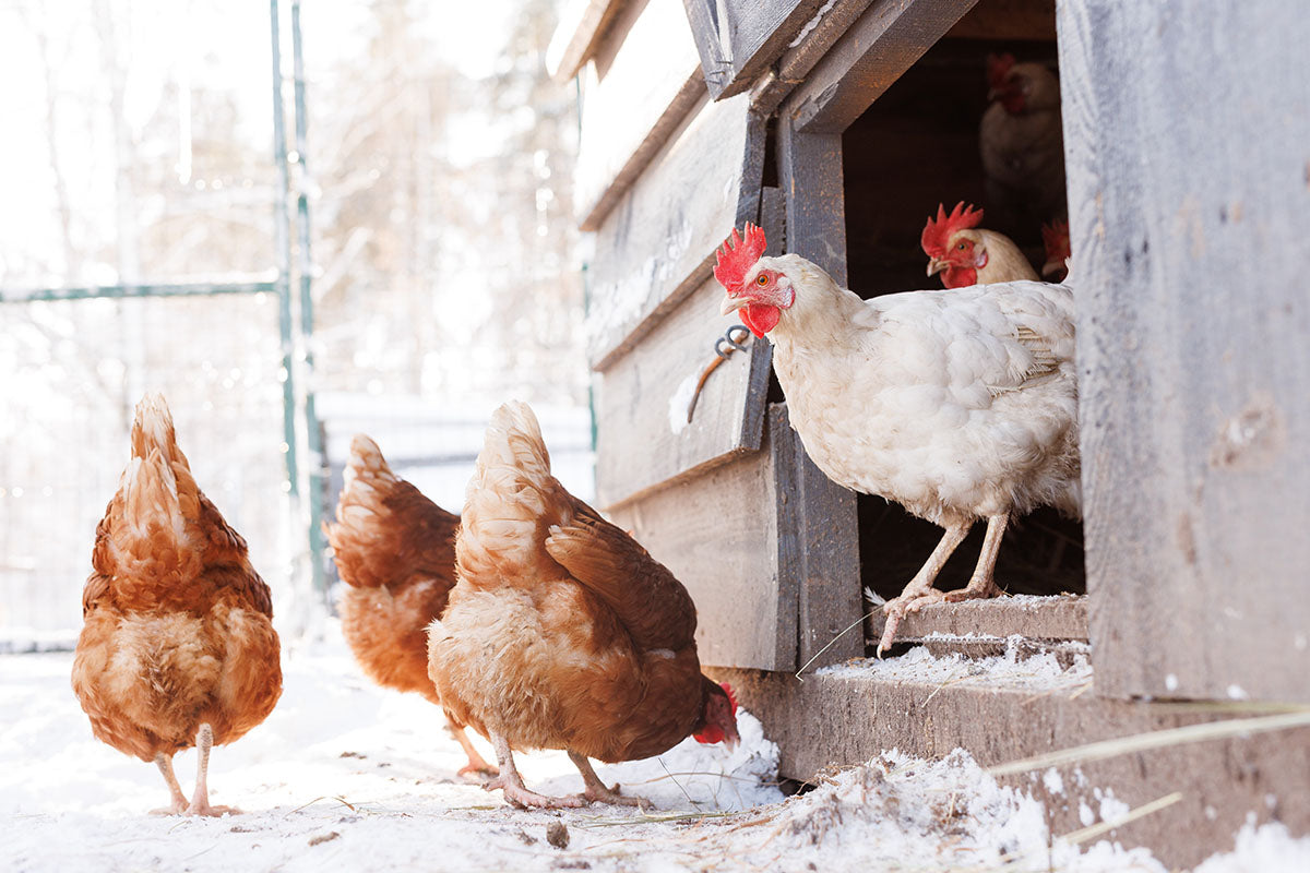 Winter Chicken Care: How to prevent chicken coop fires