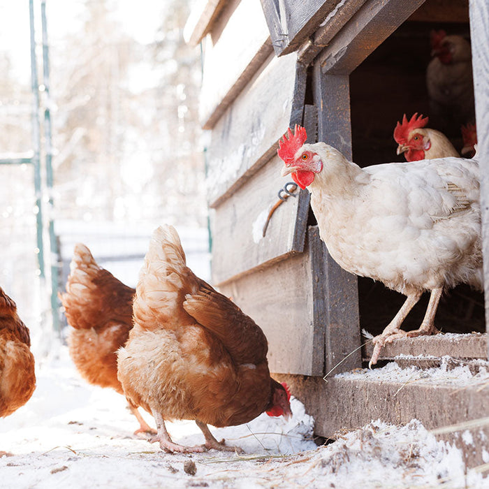 Winter Chicken Care: How to prevent chicken coop fires