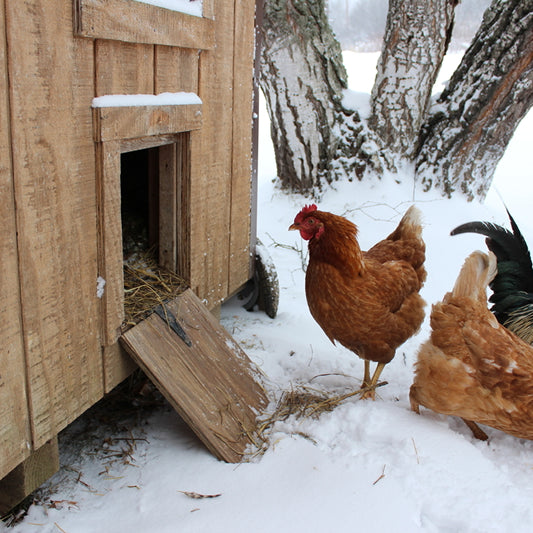 How to Raise Chickens in Winter