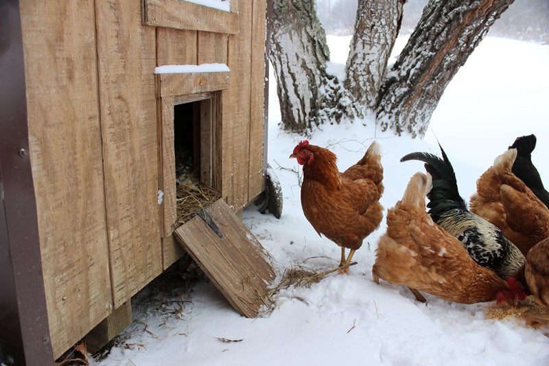 Insulating The Chicken Coop for Winter