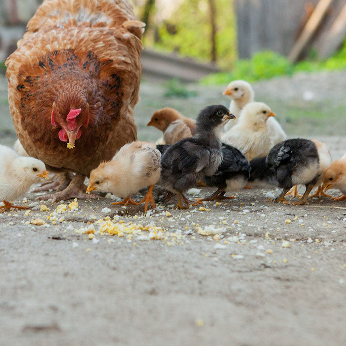 Chicks start out in the brooder but at 6 or 7 weeks old once they have their true feathers, it's time to move to the coop.